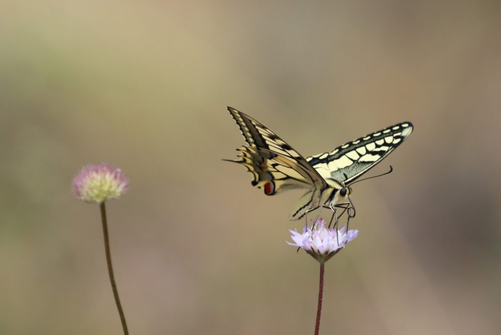 O Verso Inverso por Luciano Martins Caldeira
