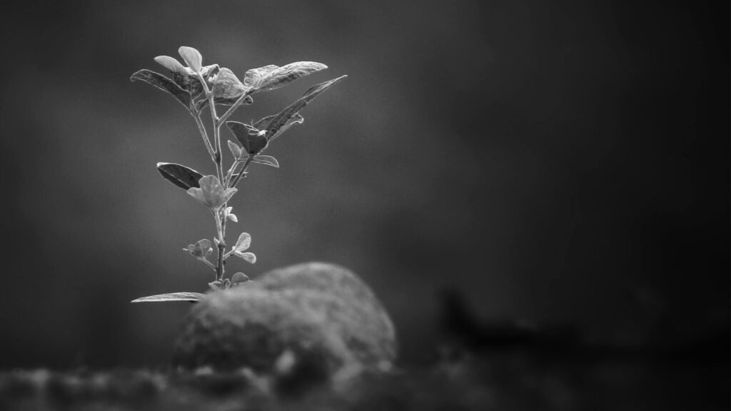 Da nossa história, o vigor do início, a semente