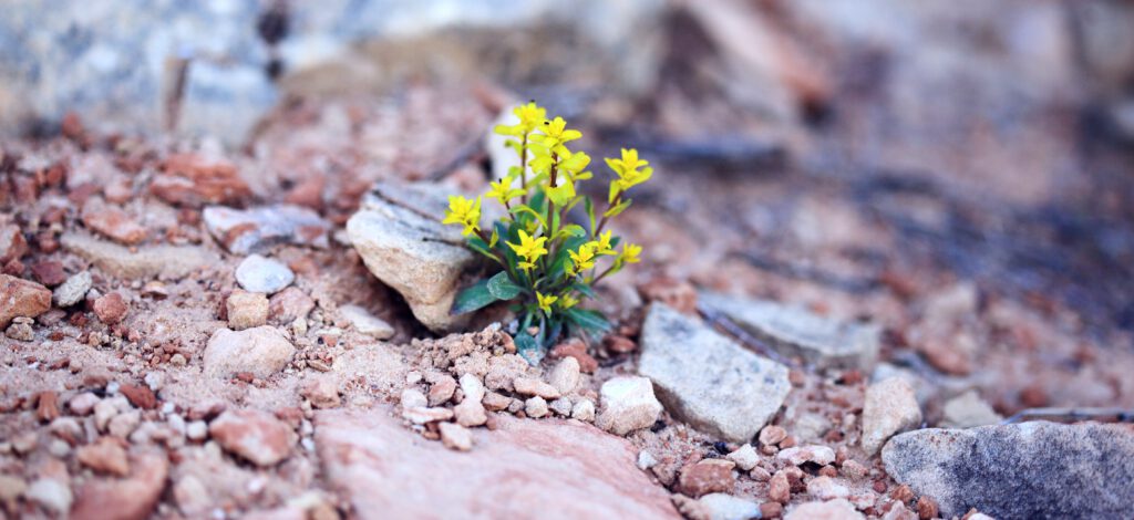 Inside the regenerative economy