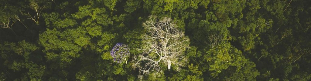 Da intenção à prática